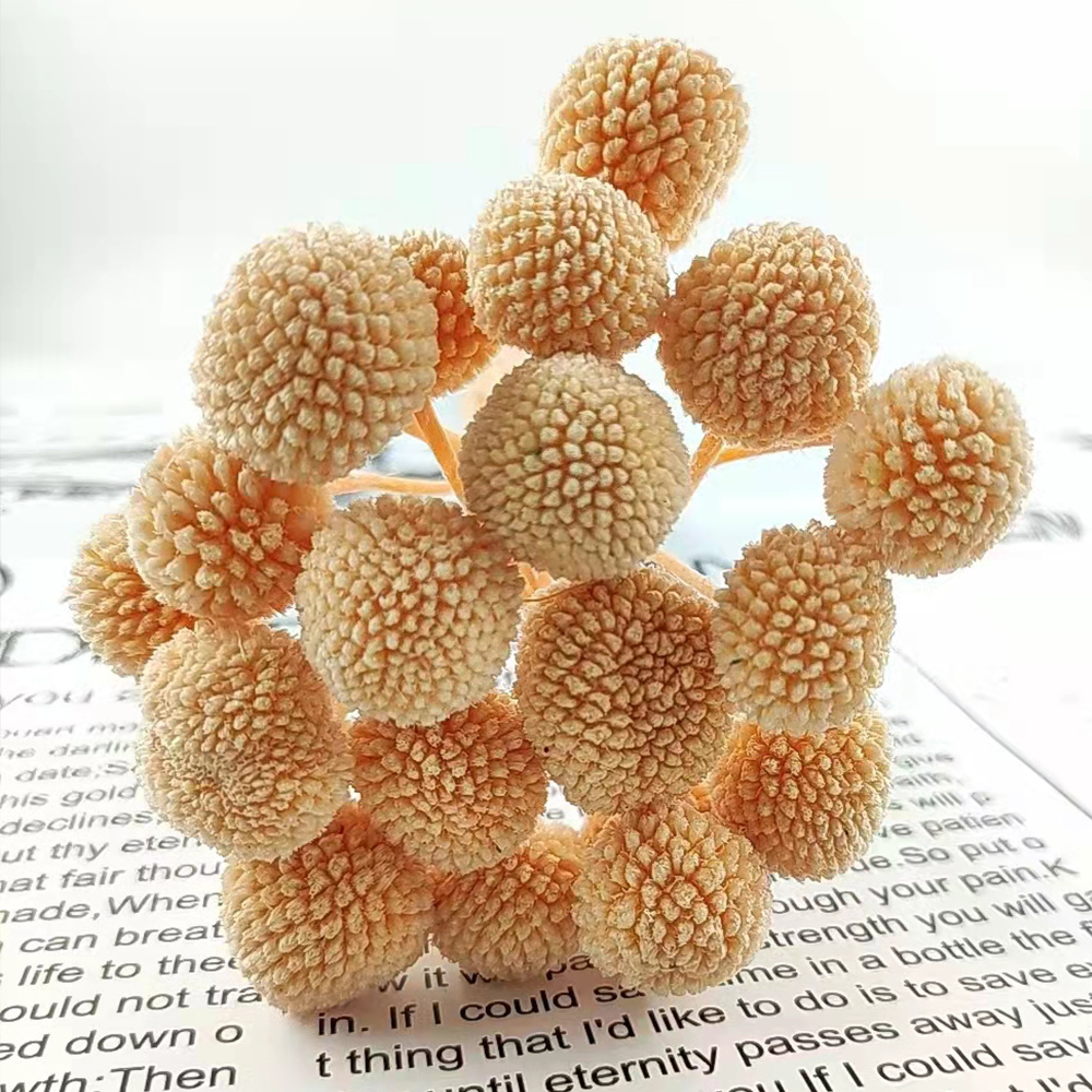 MC1221017-1-Preserved Flower