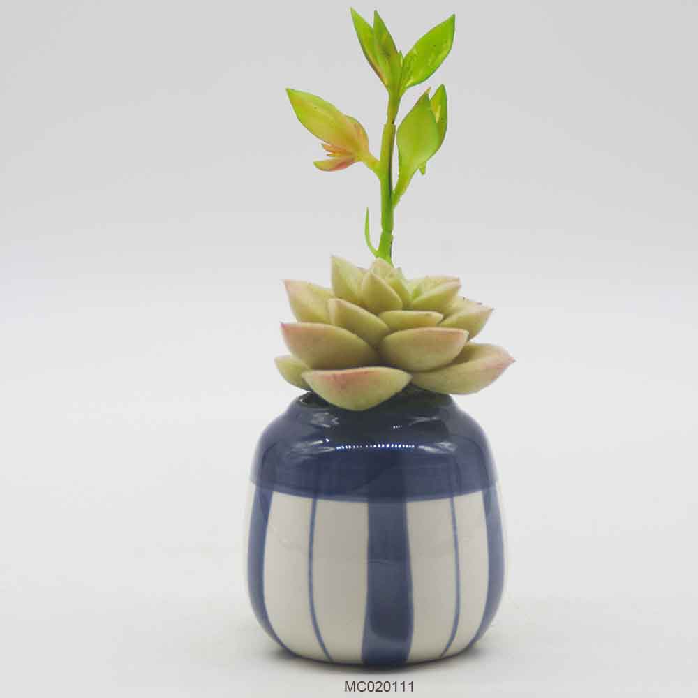 Succulent with Pot