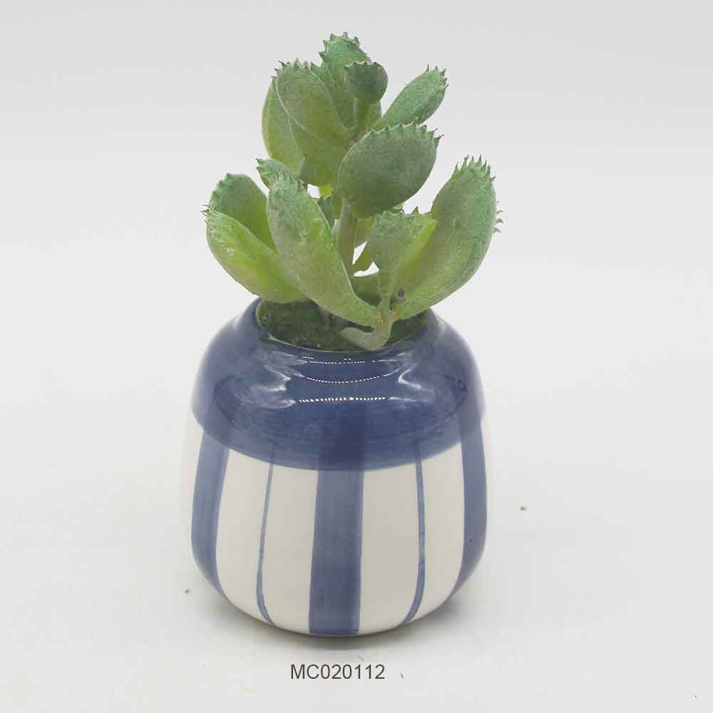 Succulent with Pot