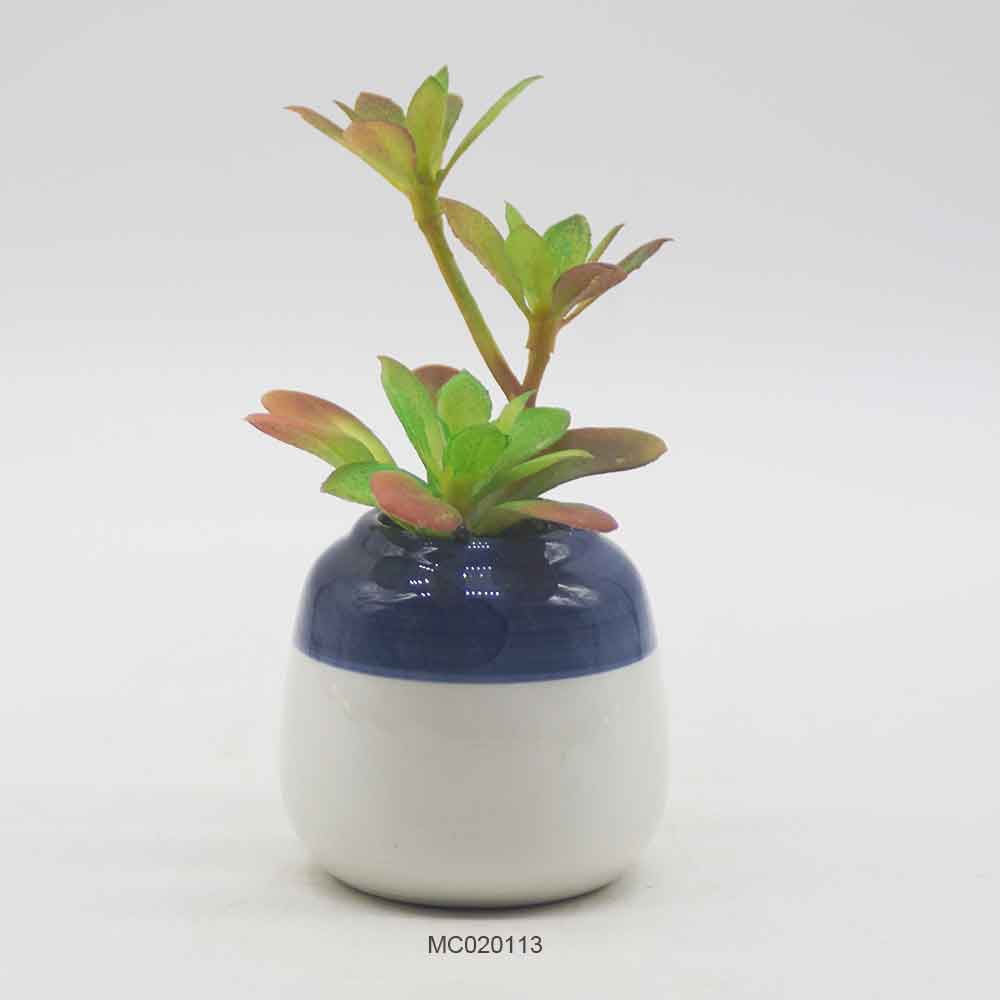 Succulent with Pot