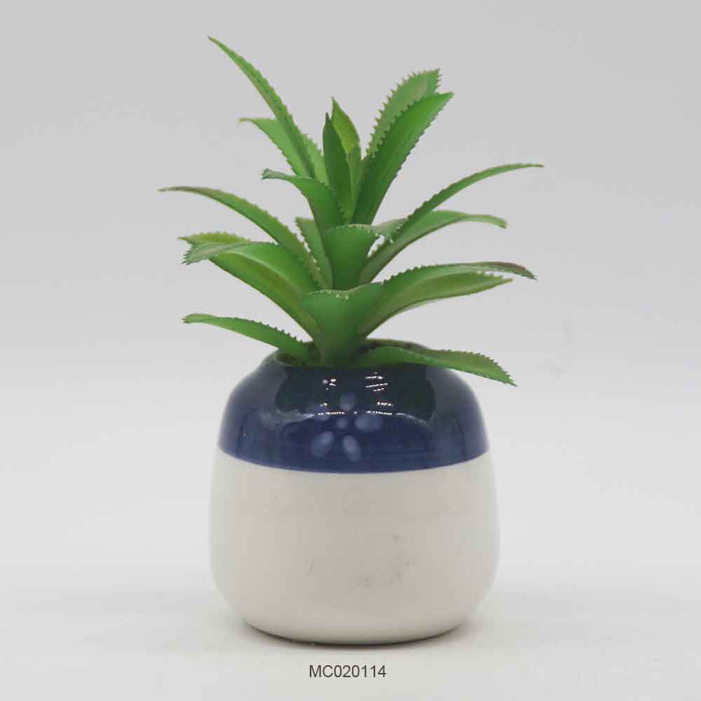 Succulent with Pot