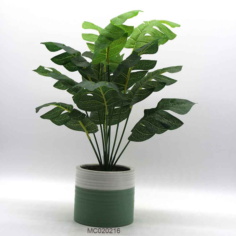 Caladium Leaves with Pot