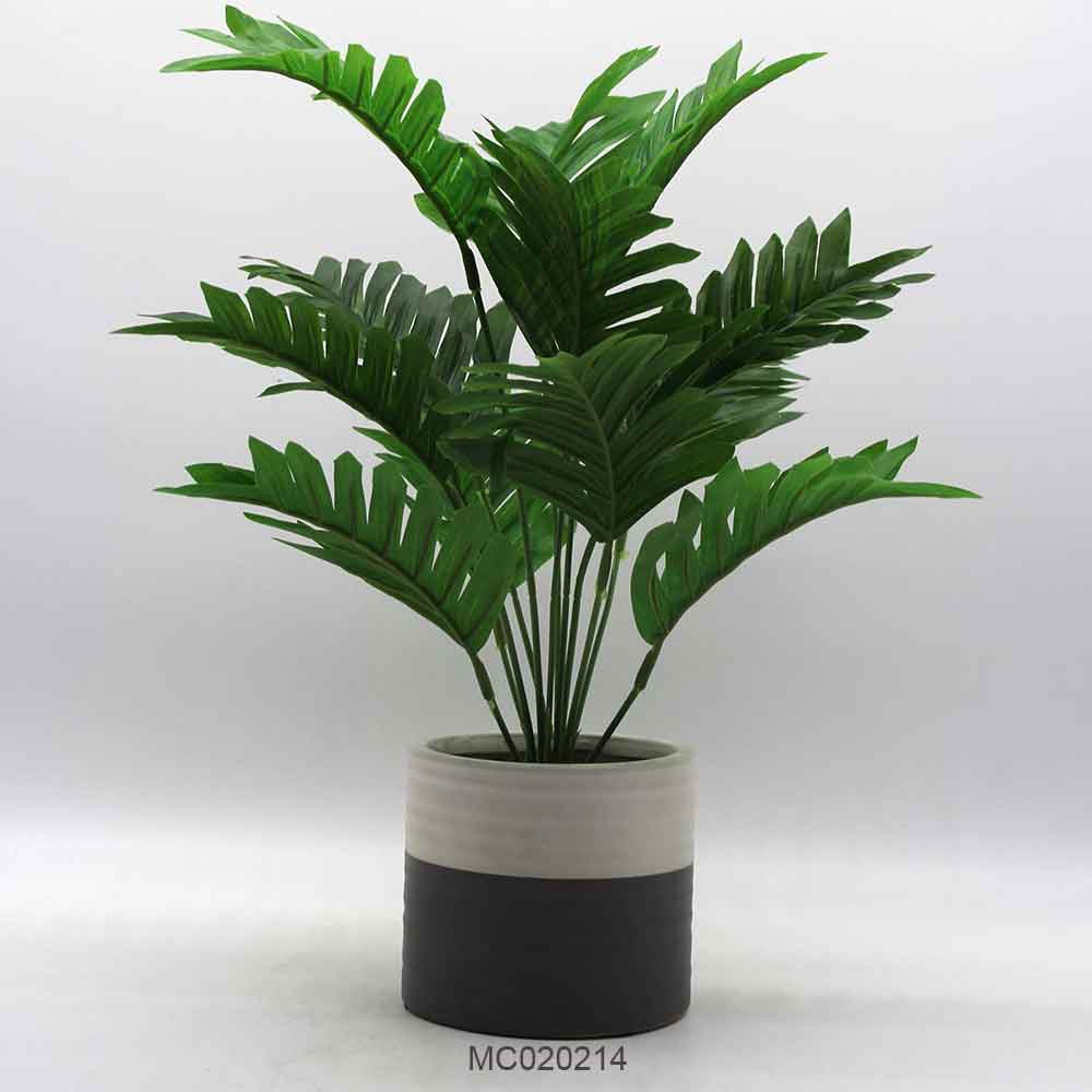 Caladium Leaves with Pot