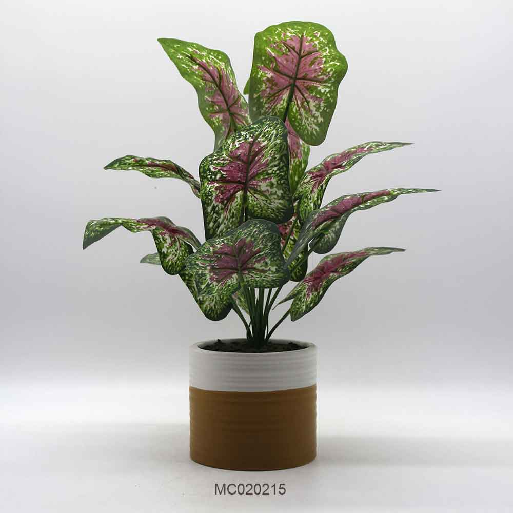 Caladium Leaves with Pot