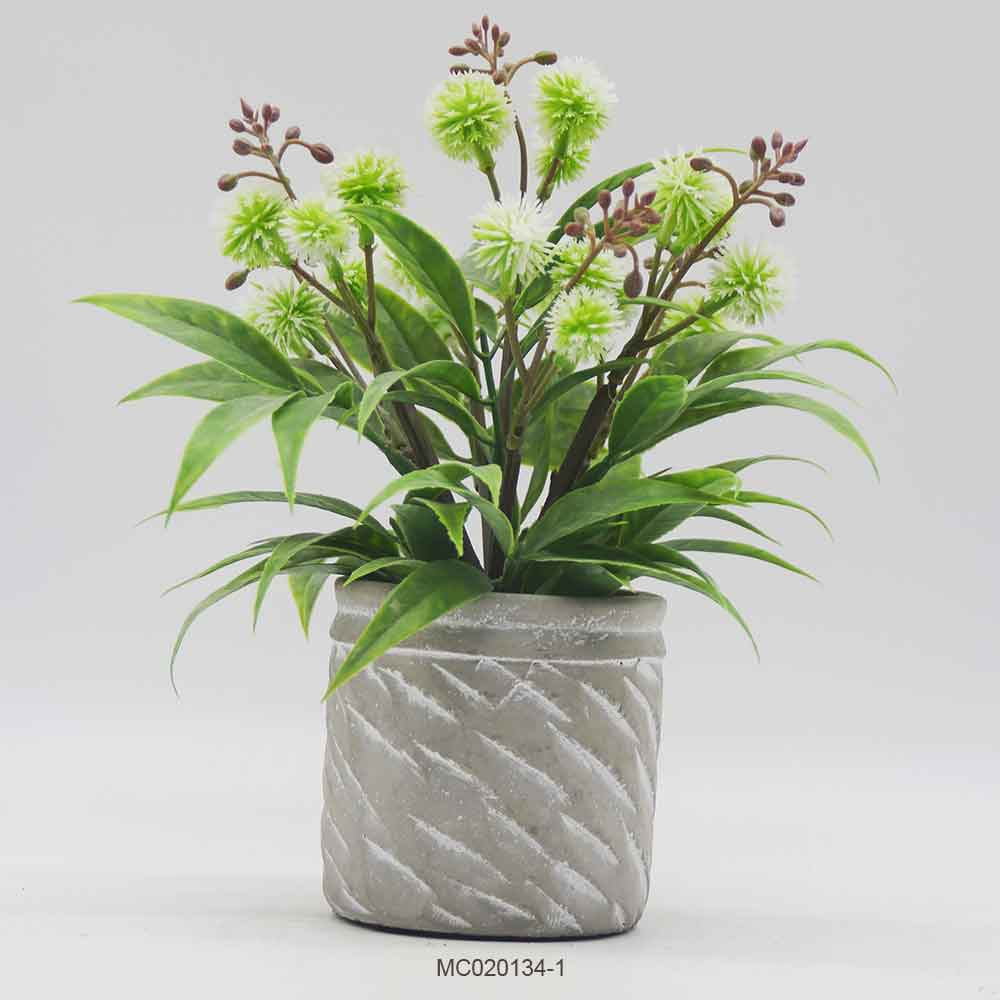Dandelion with Pot