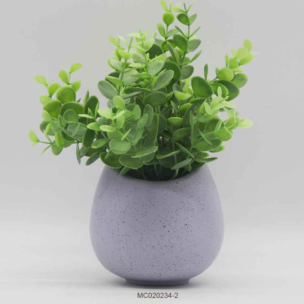 Eucalyptus with Pot A Series