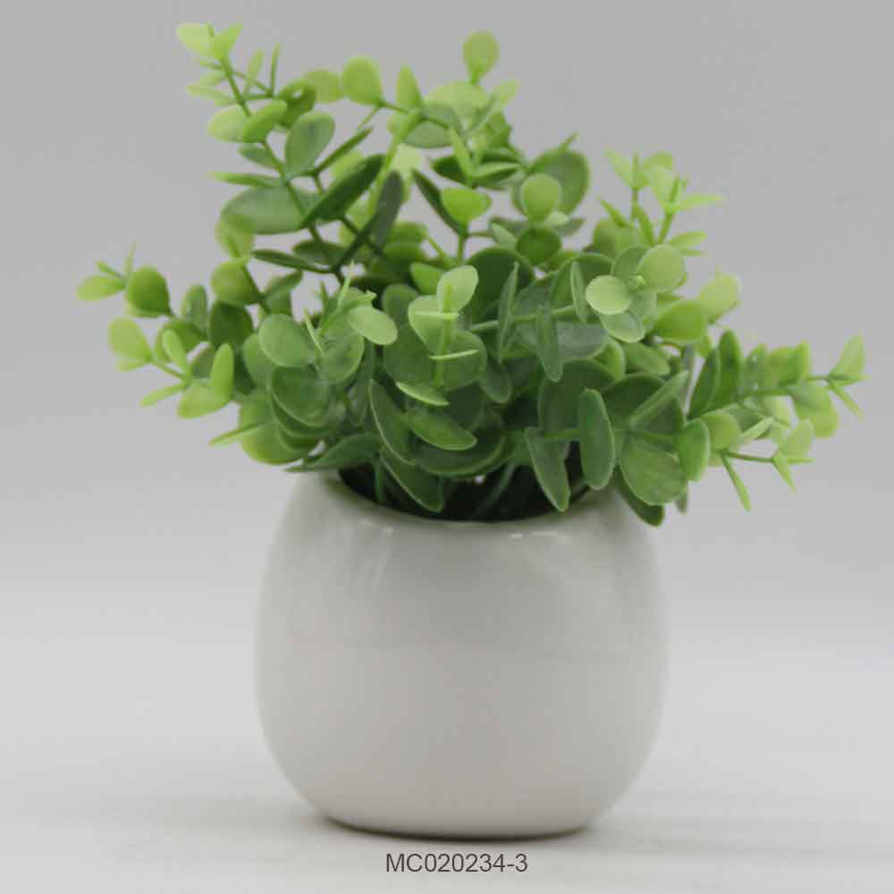 Eucalyptus with Pot A Series