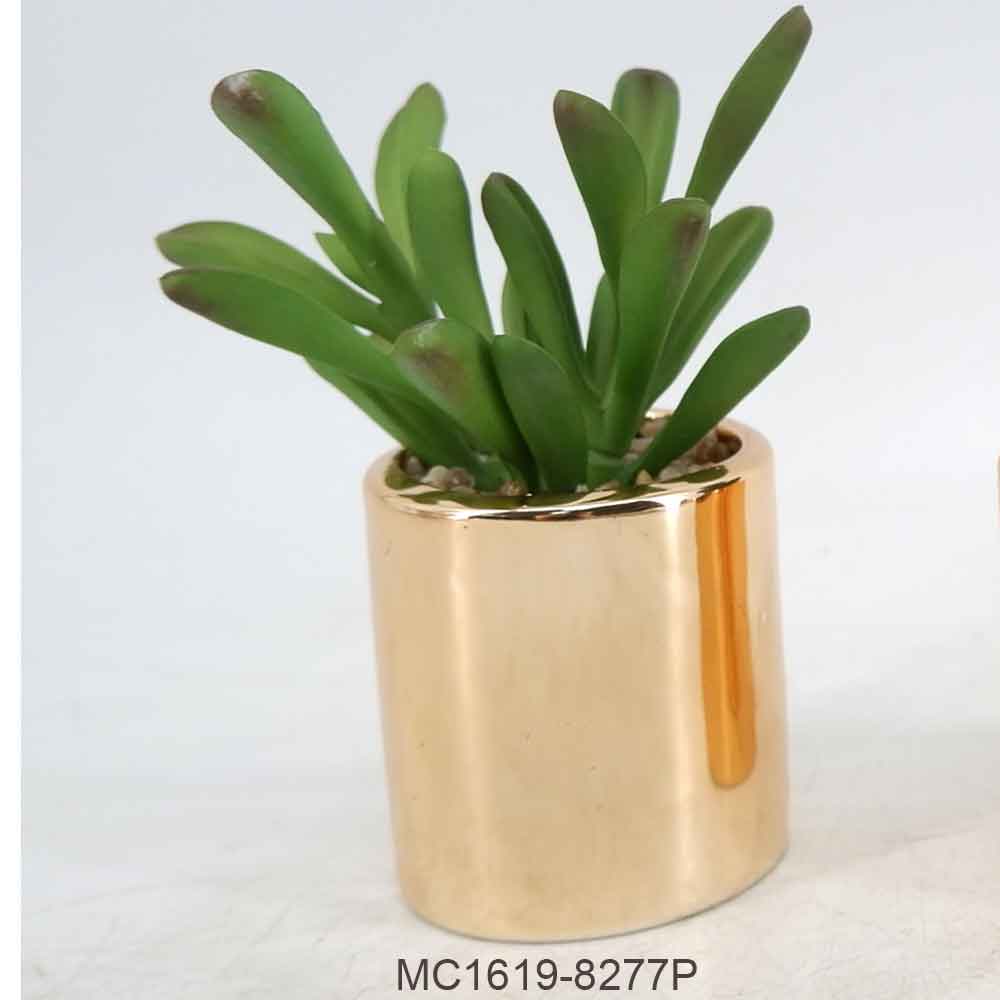 MC19-8277P Succlent Single