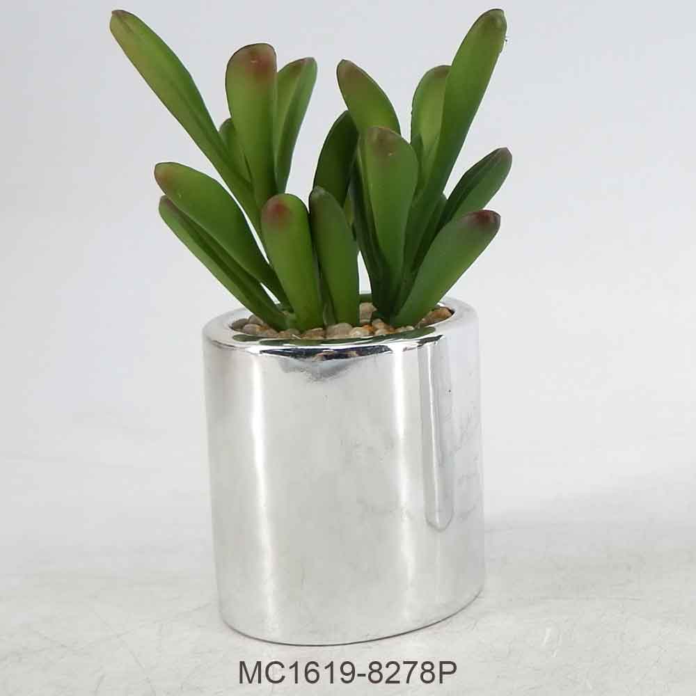 MC19-8277P Succlent Single