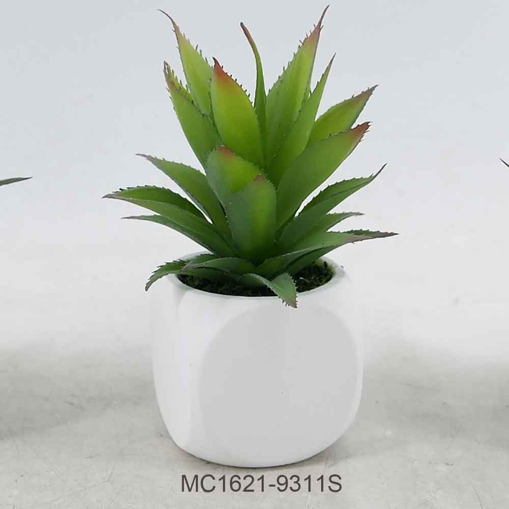 MC21-9310S Agave