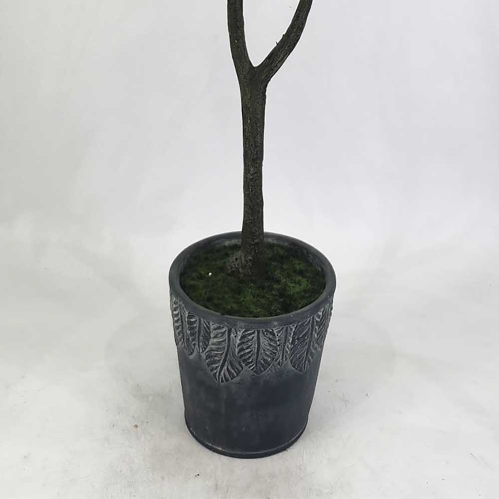 MC22-11795S Olive tree
