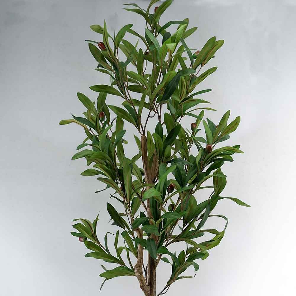 MC22-11954J Olive tree