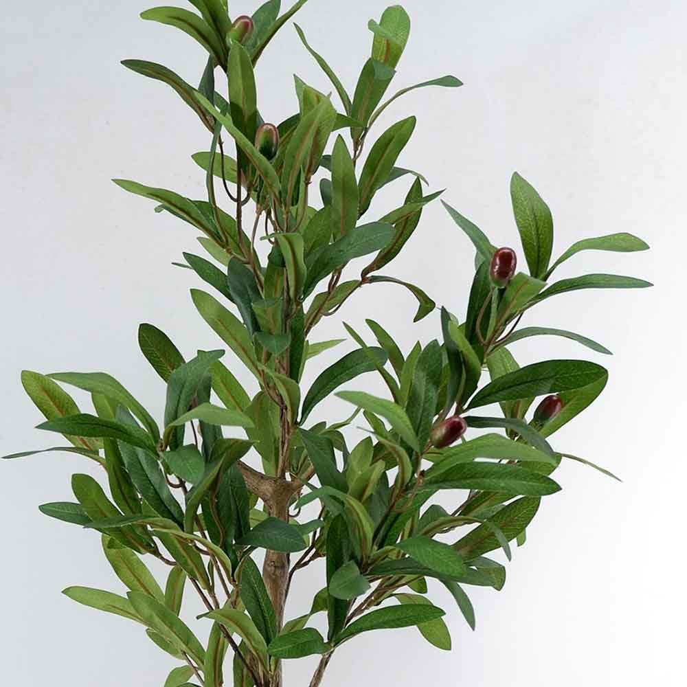 MC22-11955J Olive tree