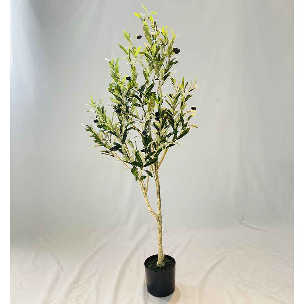 MC120-3 Olive tree