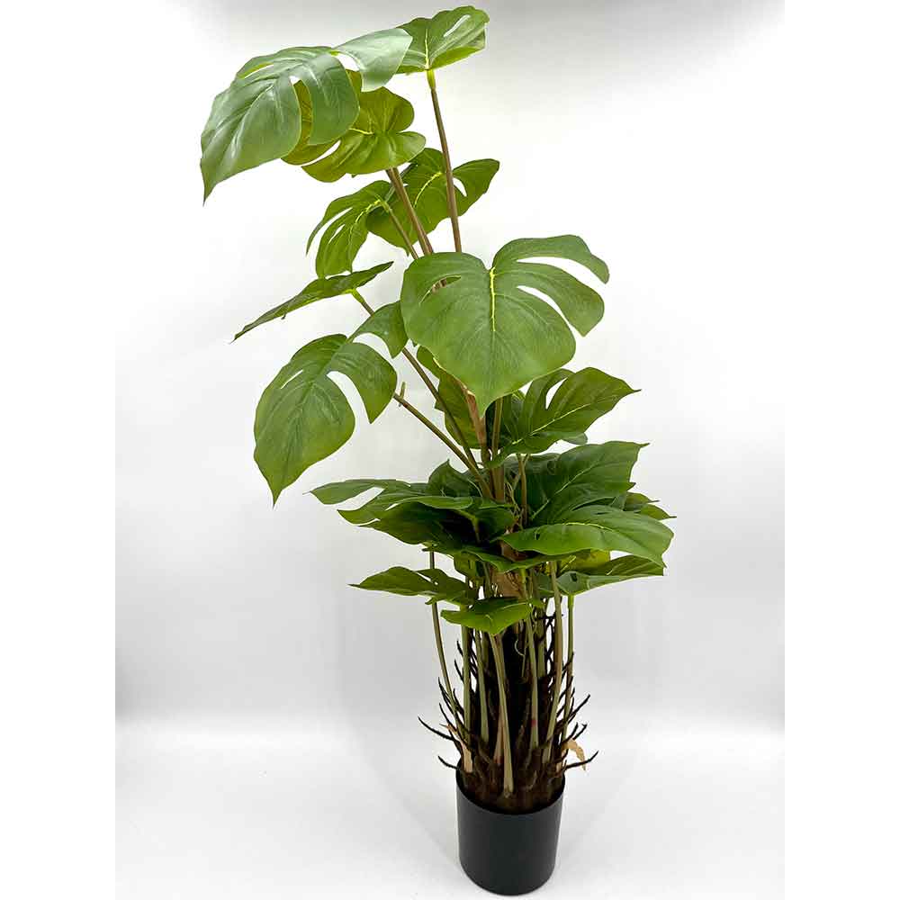 MC22-01084 Monstera