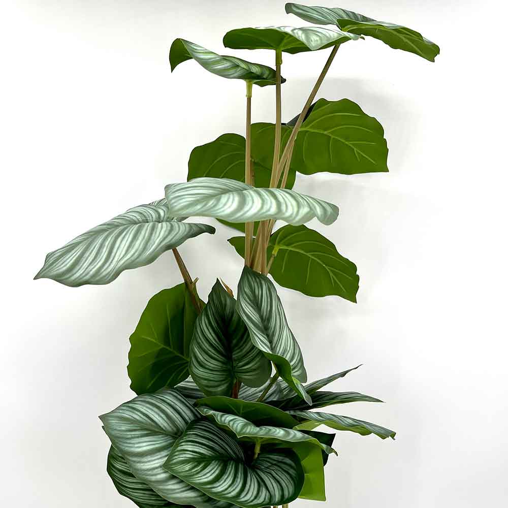 MC22-01085 Monstera