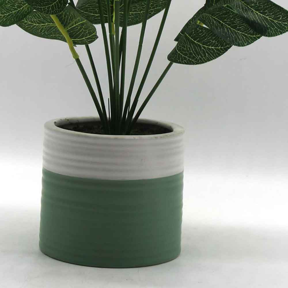 MC0216 Monstera