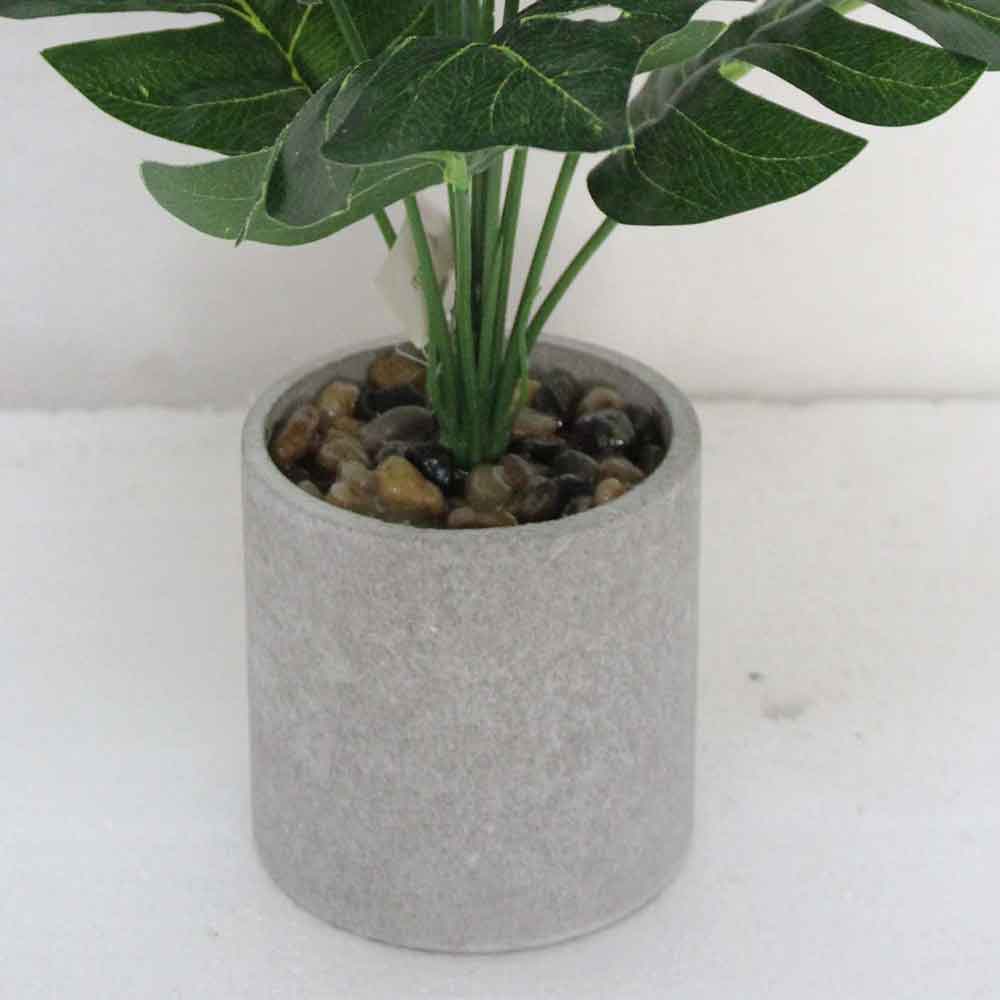 MC2609 Monstera