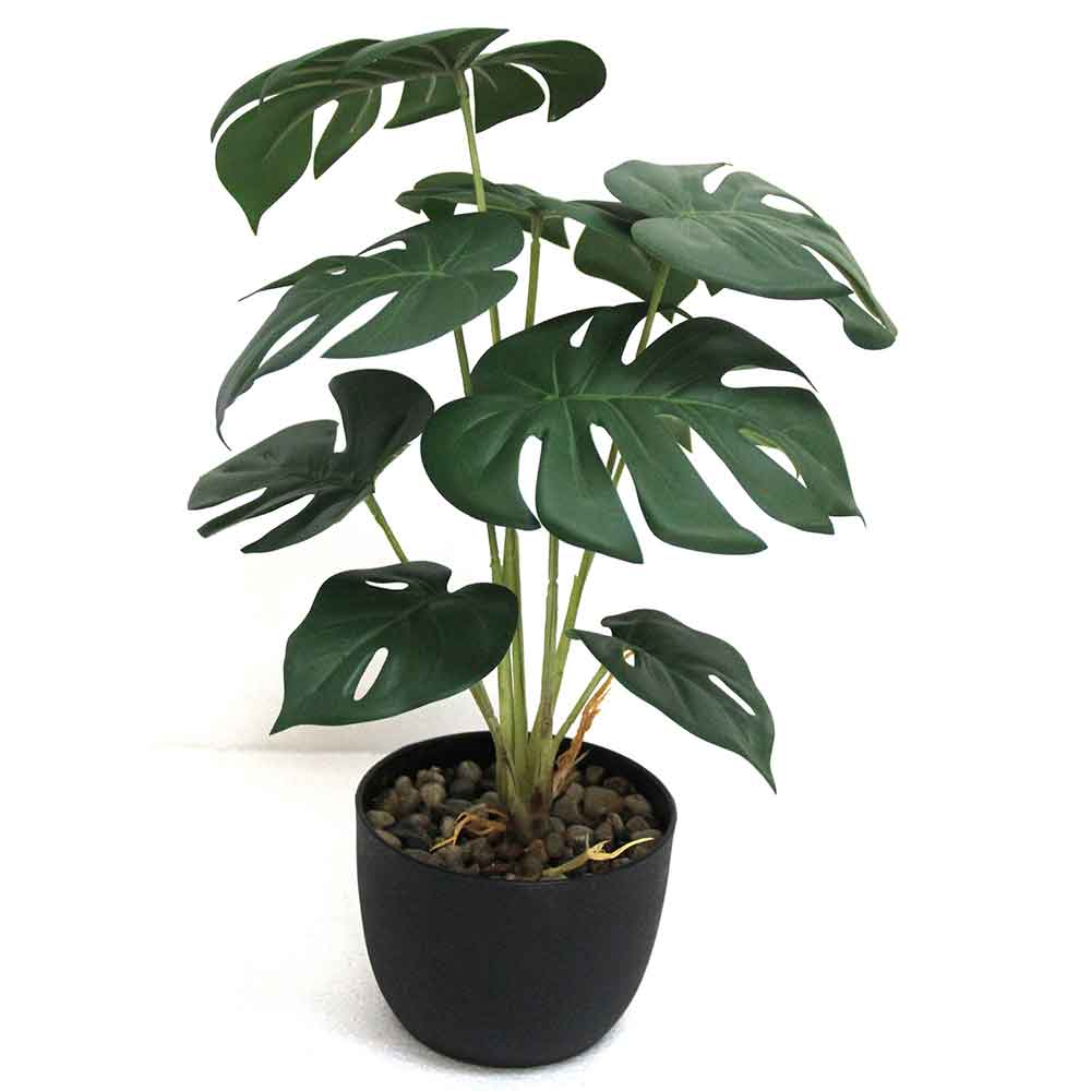 MC2775 Monstera