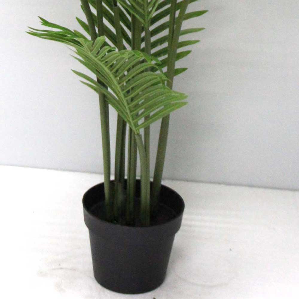 MC2738 Areca Palm