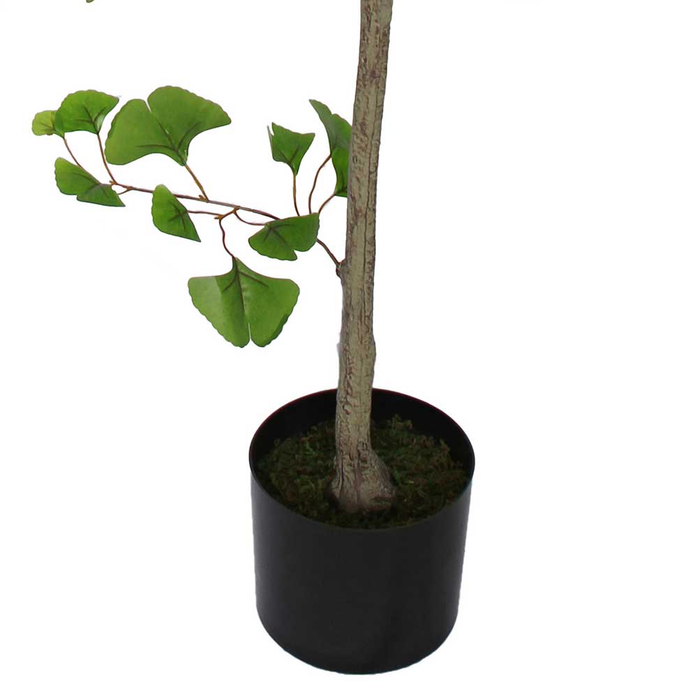 MC2992 Ginkgo