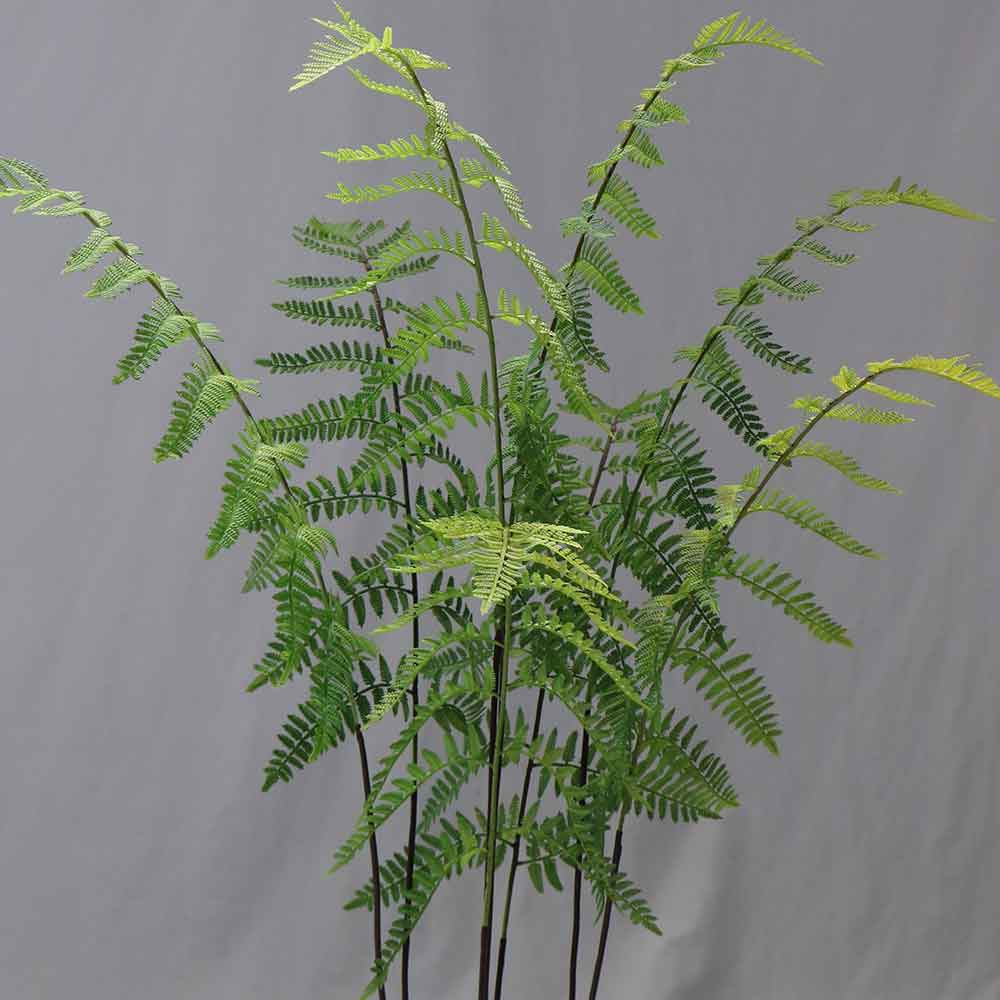 MC-85-4 Fern