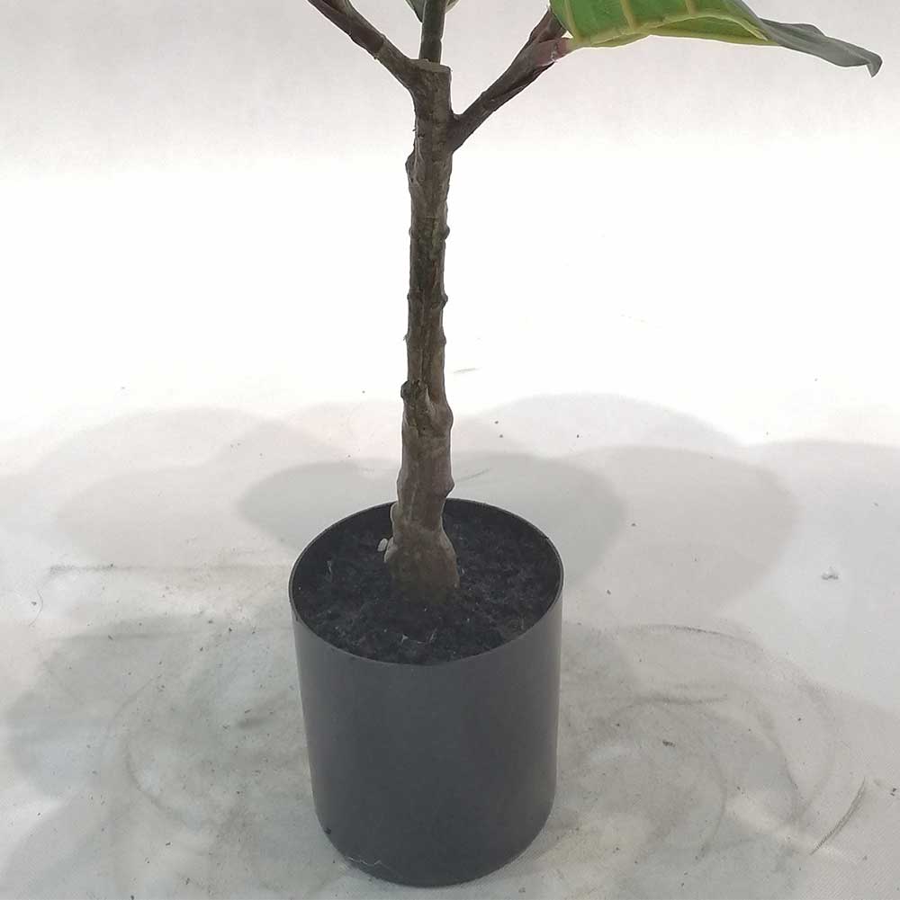 MC-111-5 Ficus lyrata
