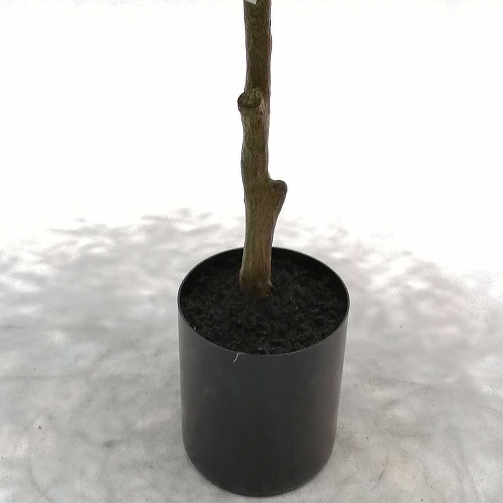MC-116-4 Pteridophyte