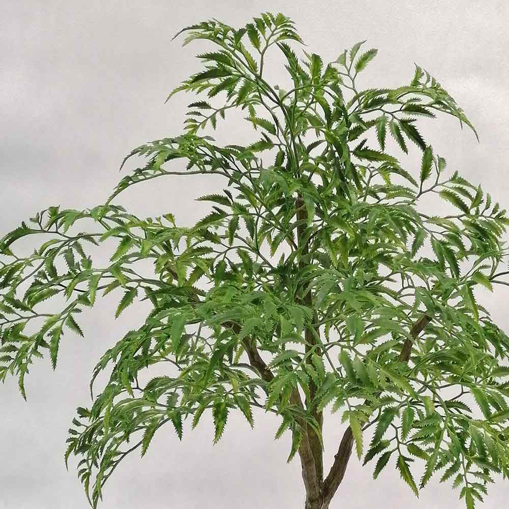 MC-116-4 Pteridophyte