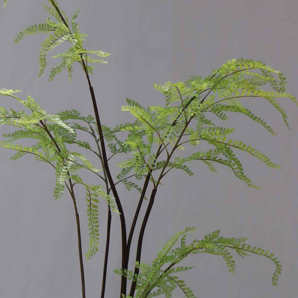 MC-69-4 Spleenwort