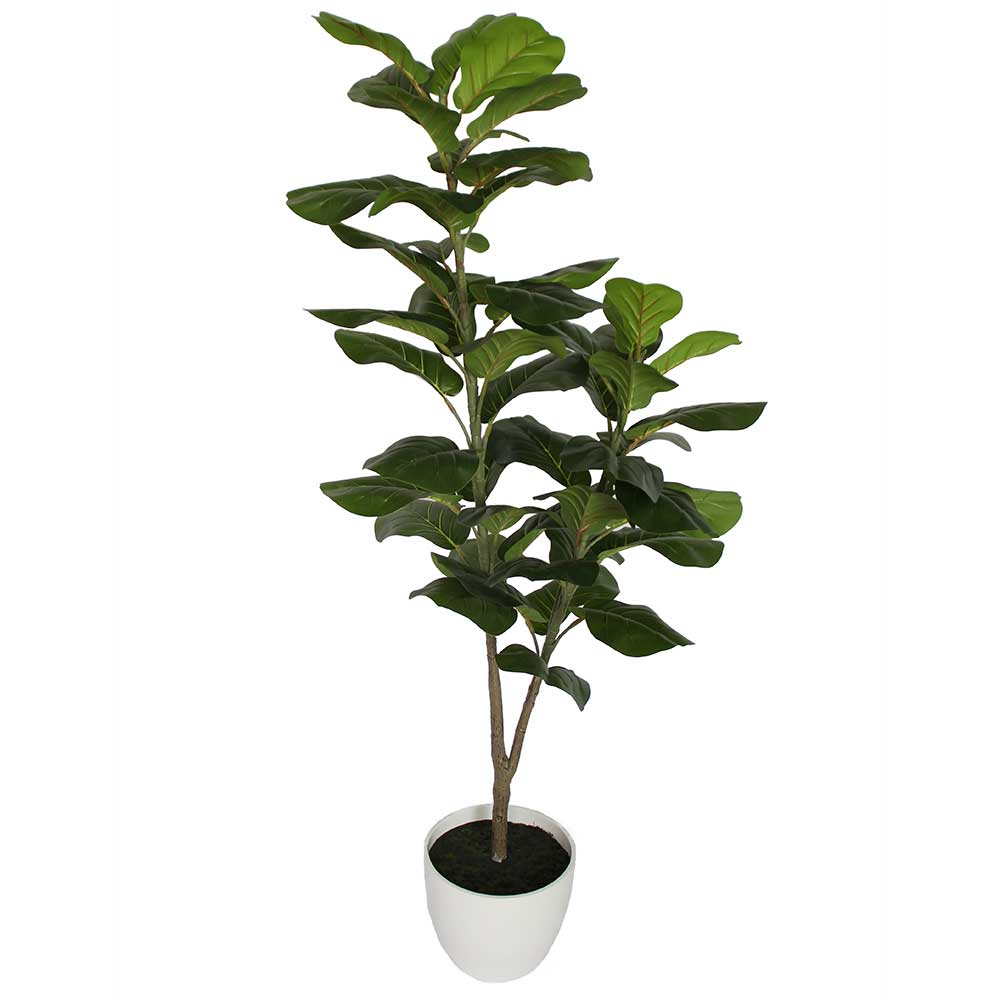 MC2987 Ficus lyrate