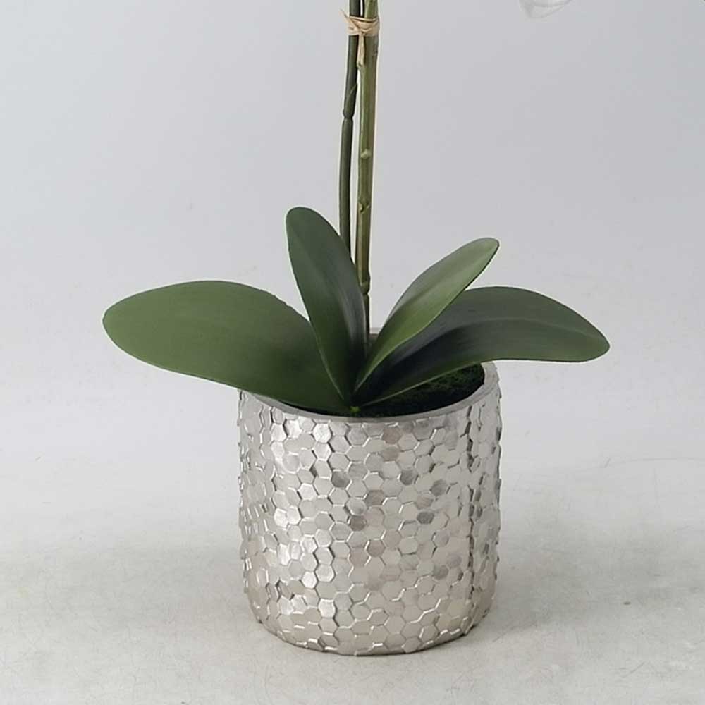 MC21-9826SZ Orchid