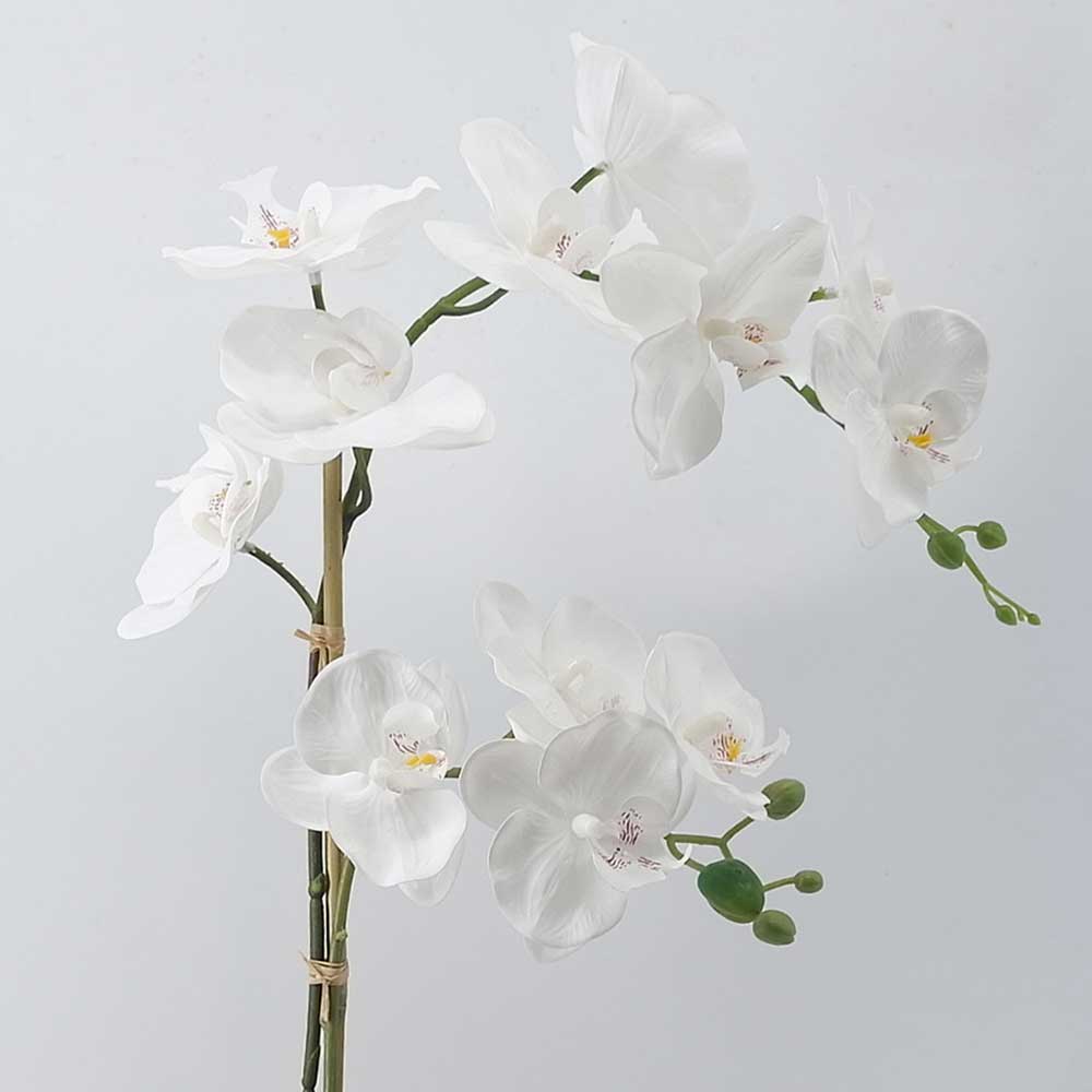 MC21-9826SZ Orchid