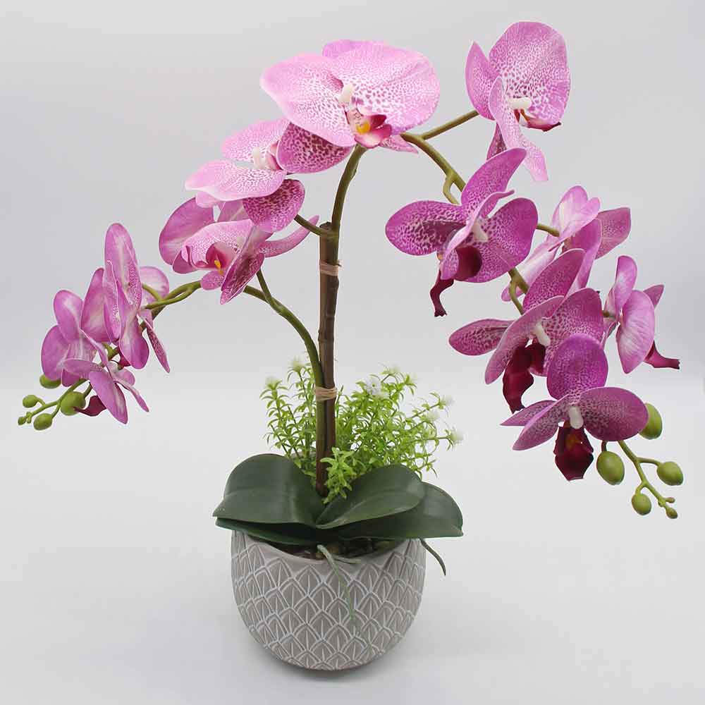 MC2871 Orchid