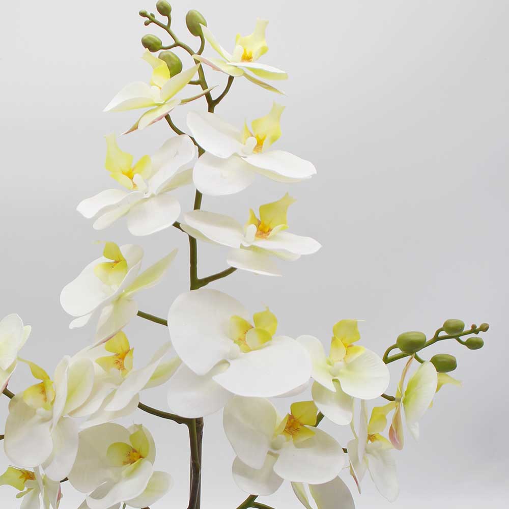 MC2872 Orchid