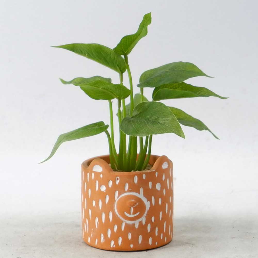 MC20-9759P Caladium