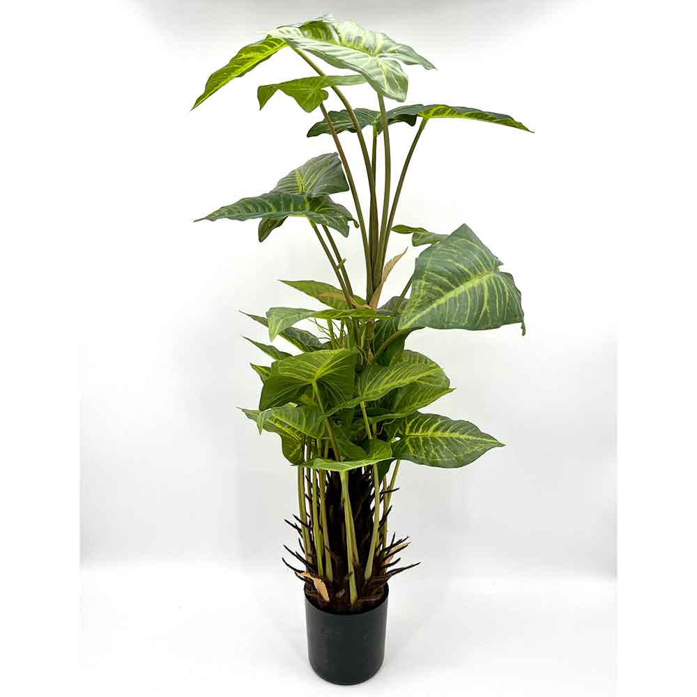 MC22-01080 Caladium