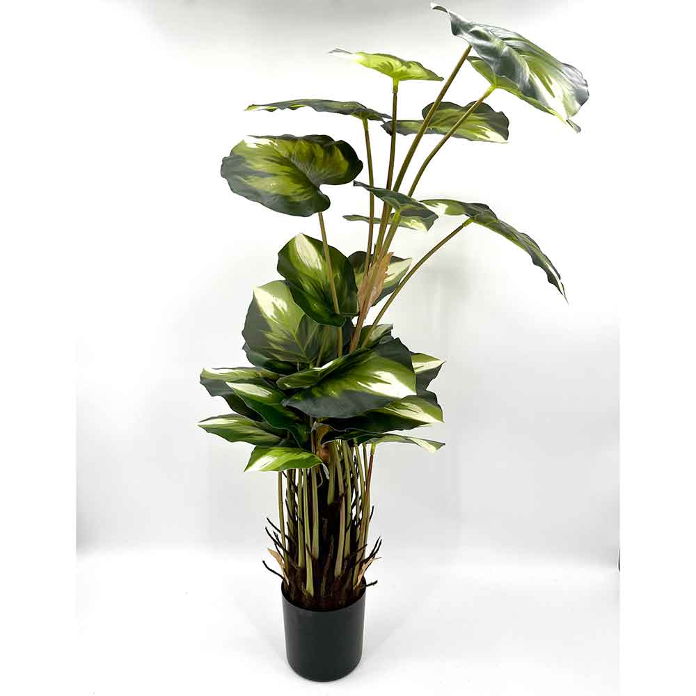 MC22-01081 Caladium