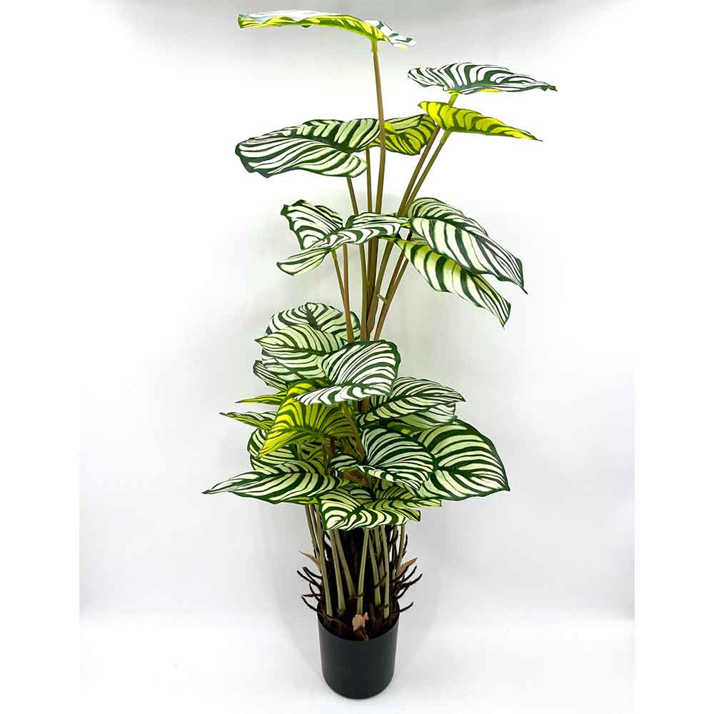 MC22-01083 Caladium