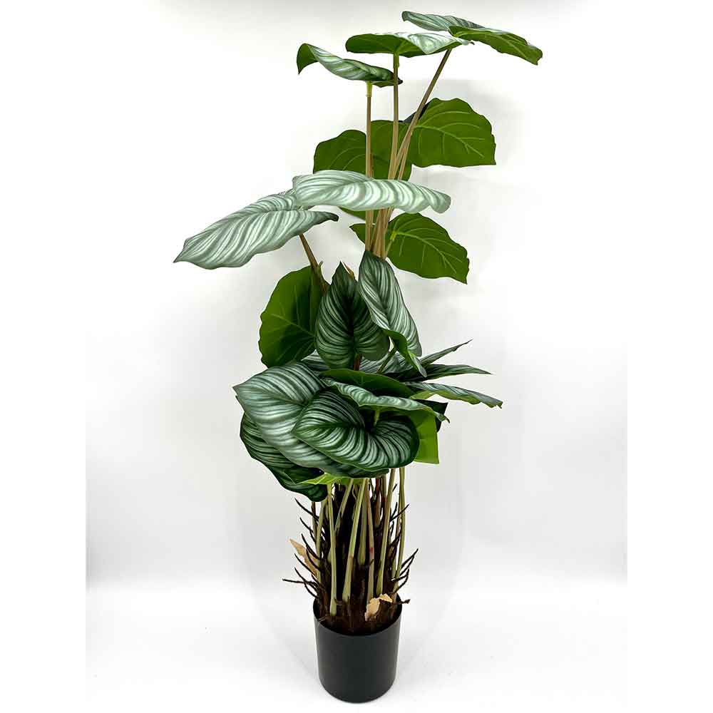 MC22-01085 Caladium