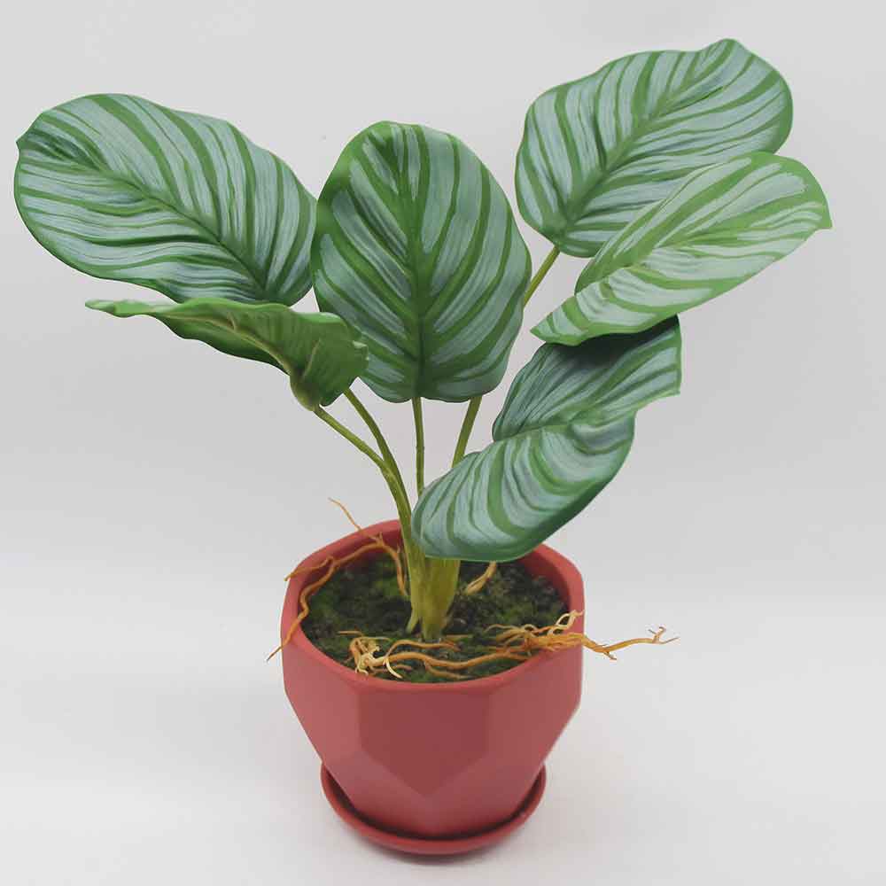 MC0172 Caladium
