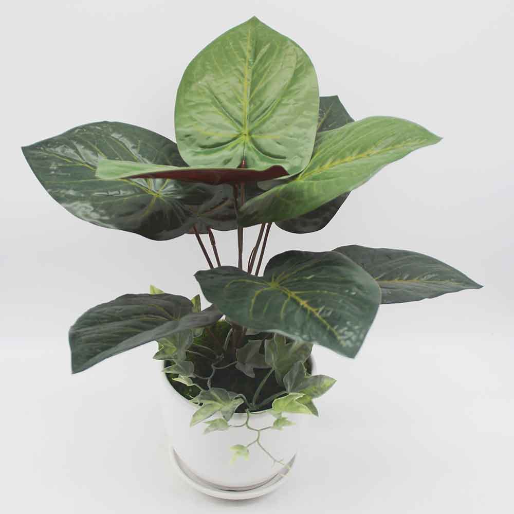 MC0174 Caladium