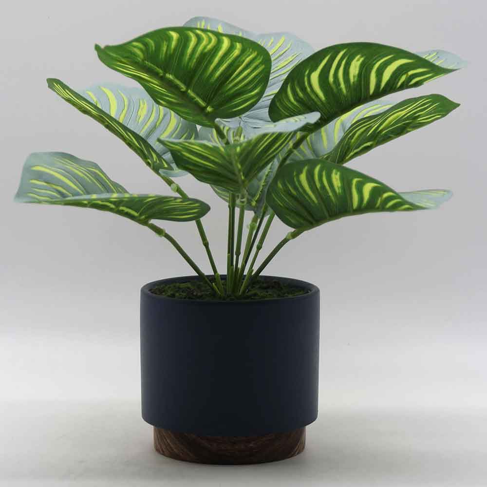 MC0217 Caladium