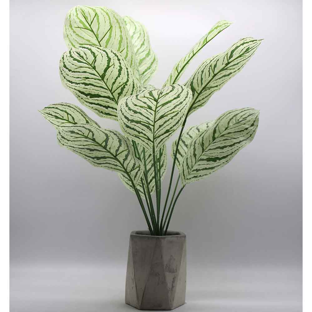 MC0223 Caladium