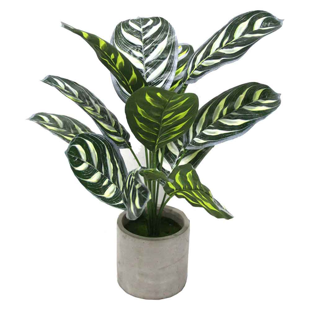 MC2503 Caladium