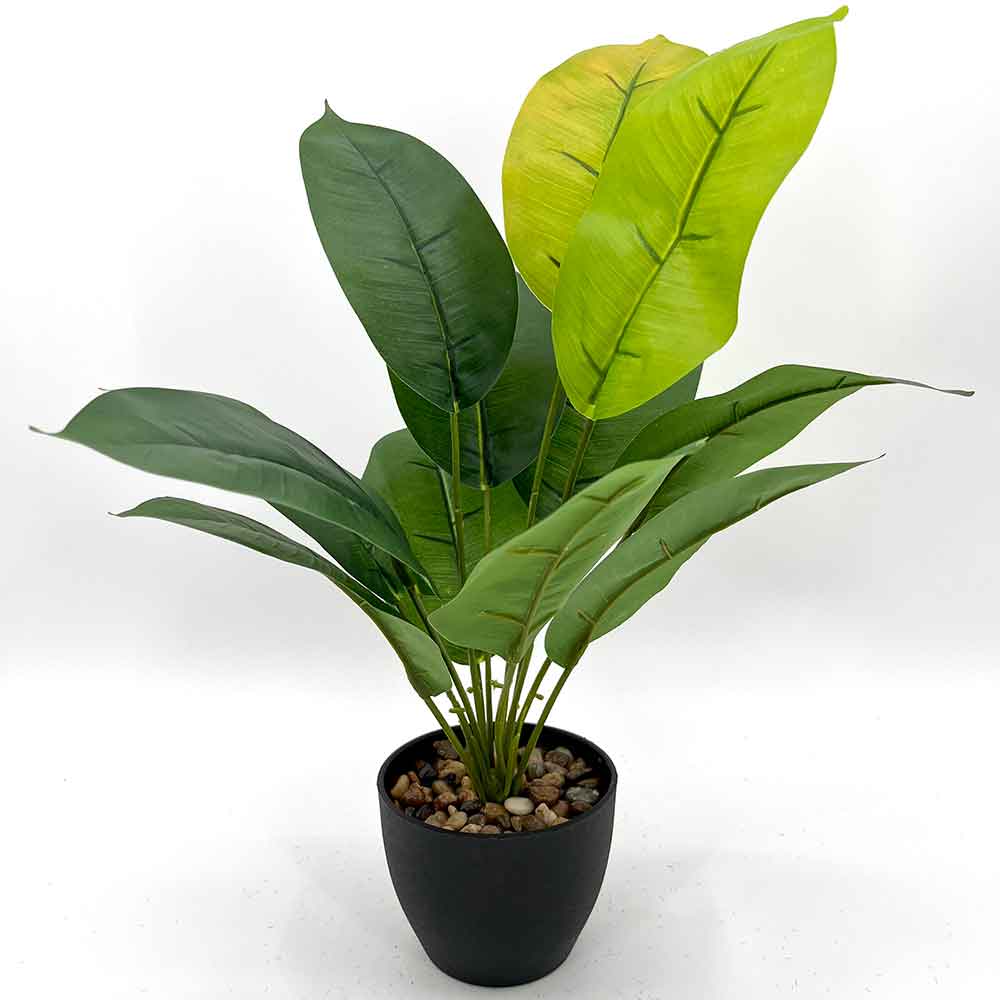 MC2672-1 Caladium