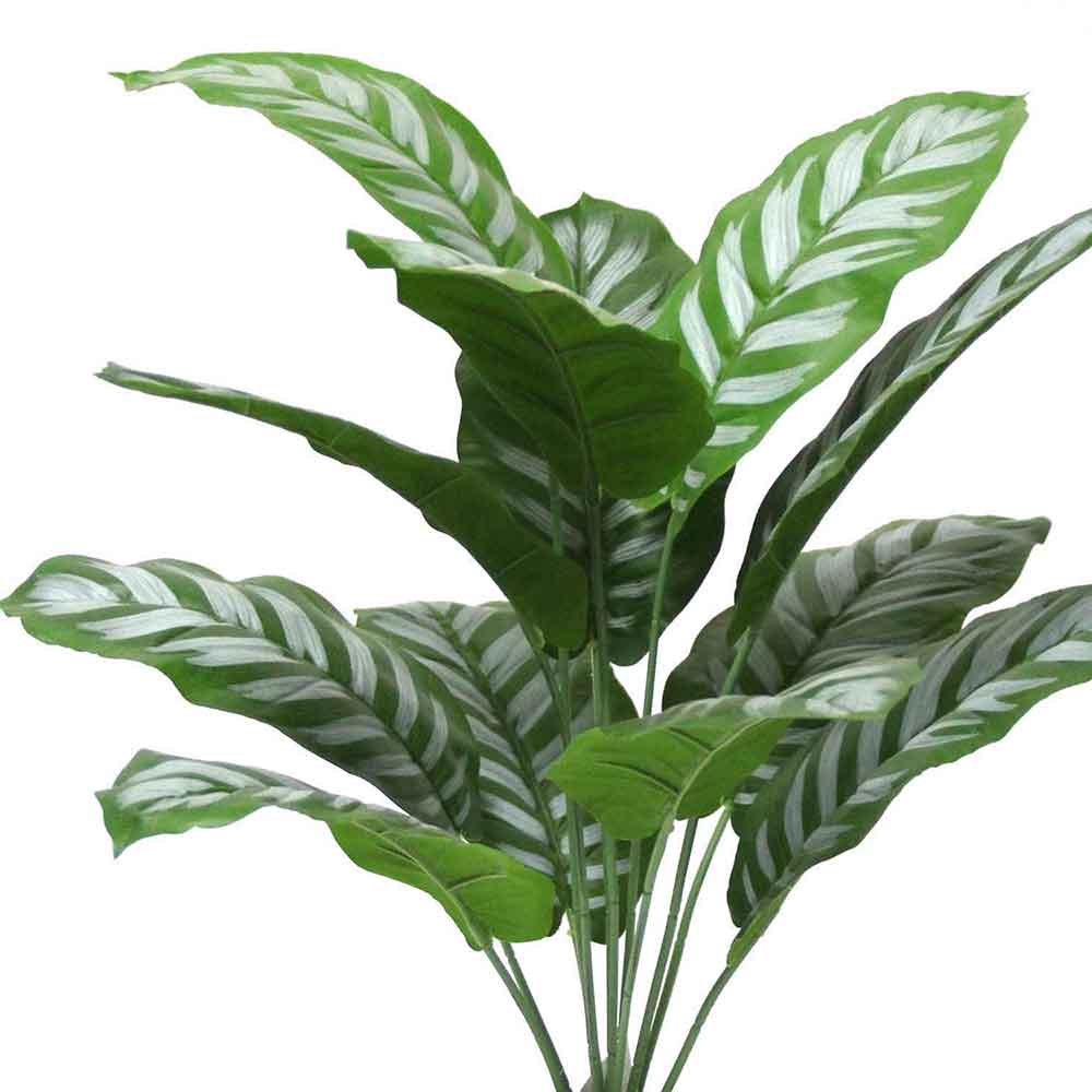 MC2724 Caladium