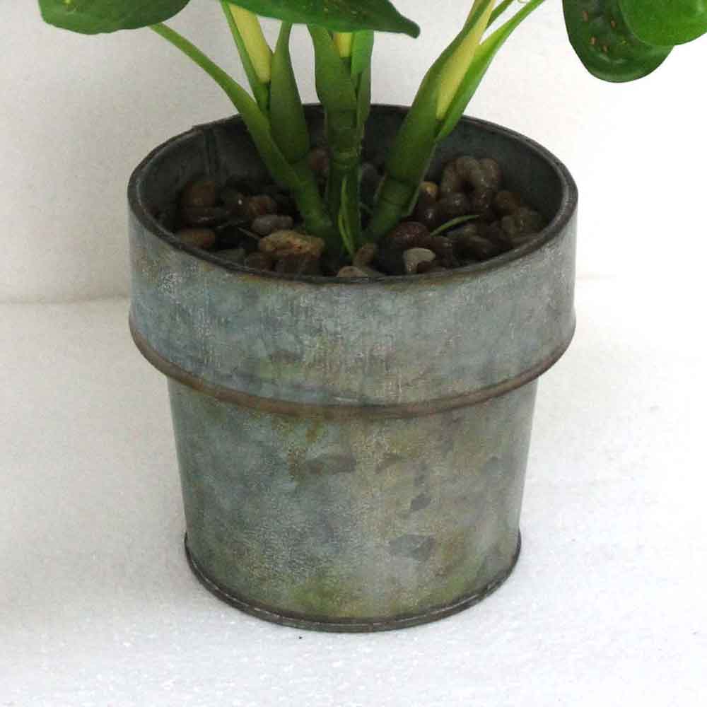 MC2778 Caladium