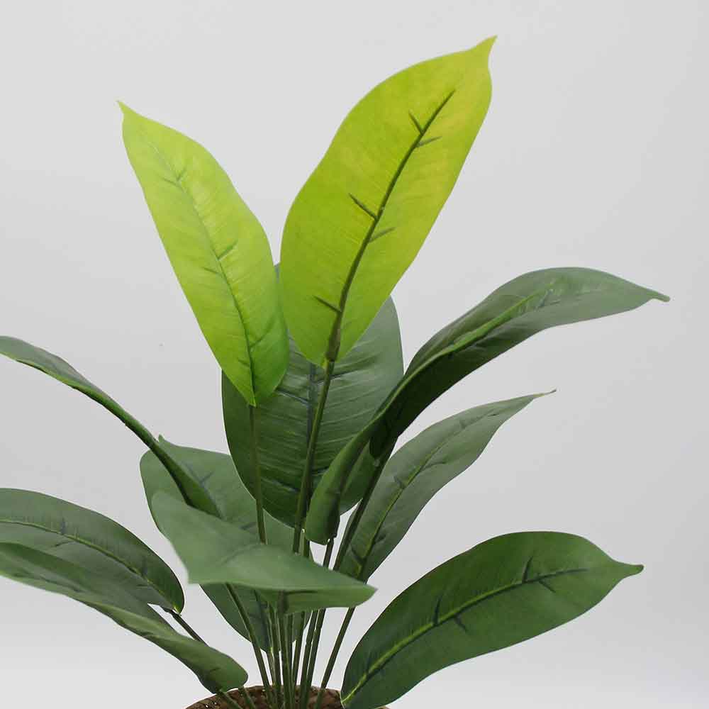 MC2939 Caladium