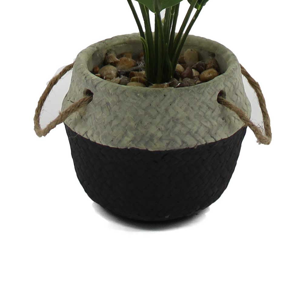 MC3064 Caladium